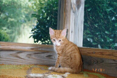 My screened porch is just gr-r-r-eat!