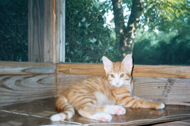 Me on my screened porch again.