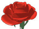 Animated Rose