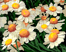 Animated Smiling Daisies