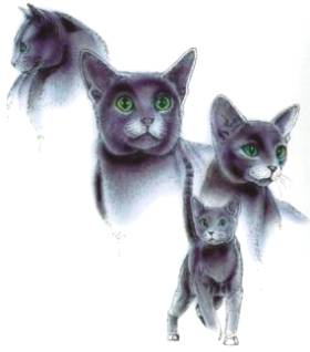 Russian Blue Images