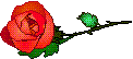 Small Red Rose