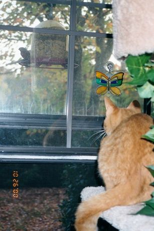 Shhhh ... there's a bird out there at the feeder.