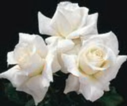 White Roses