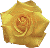 Yellow Rose Icon